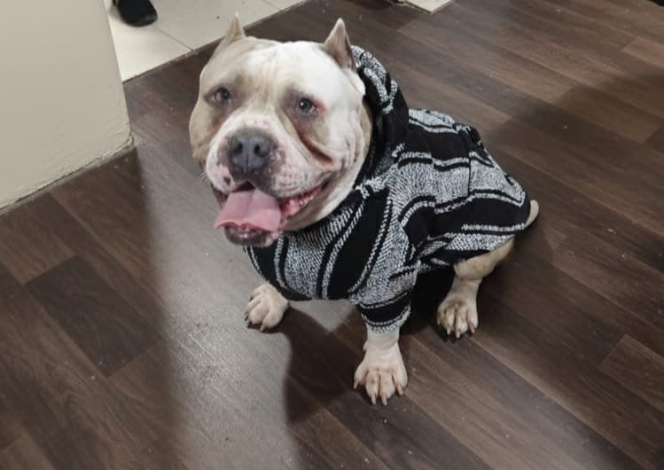 Poncho para mascota