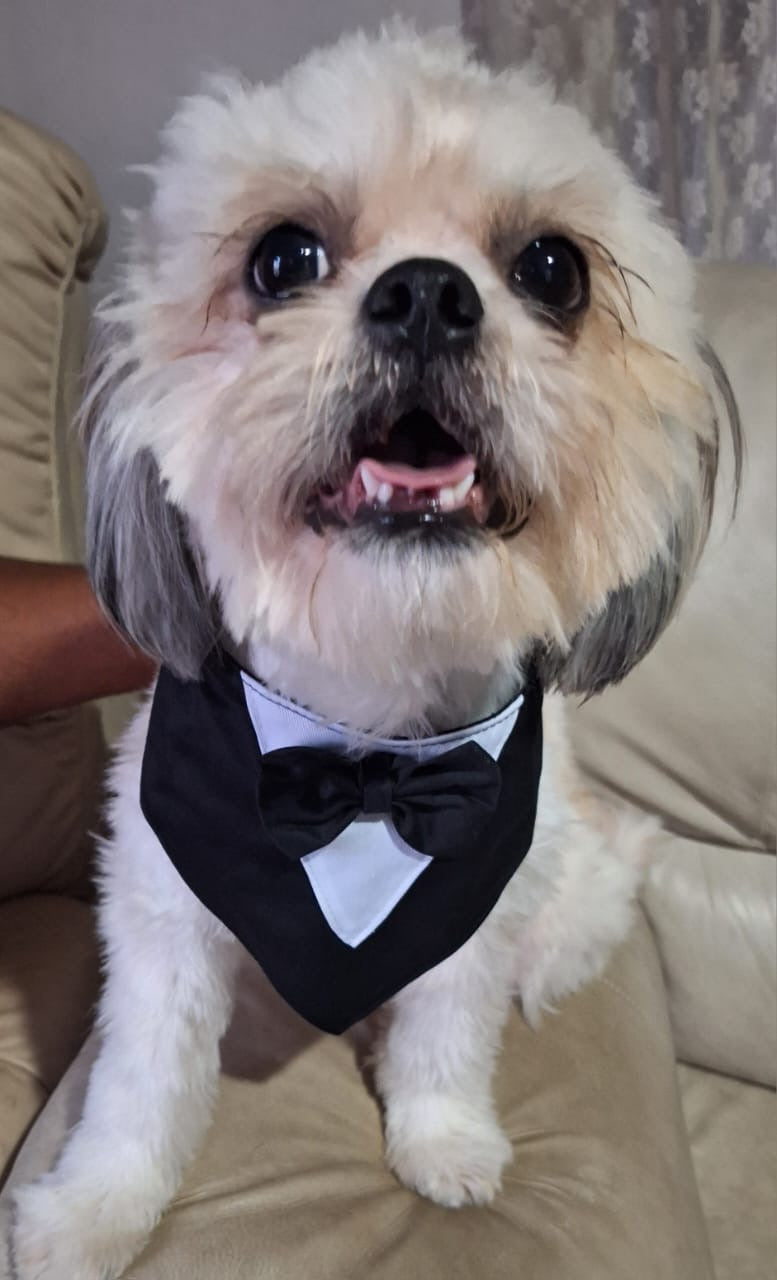 Traje para mascota