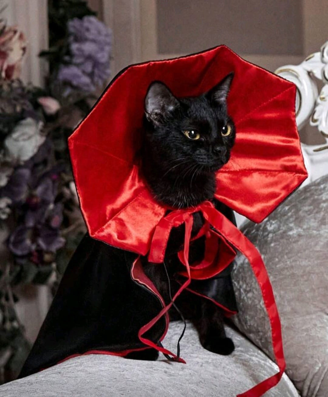 Traje para mascota