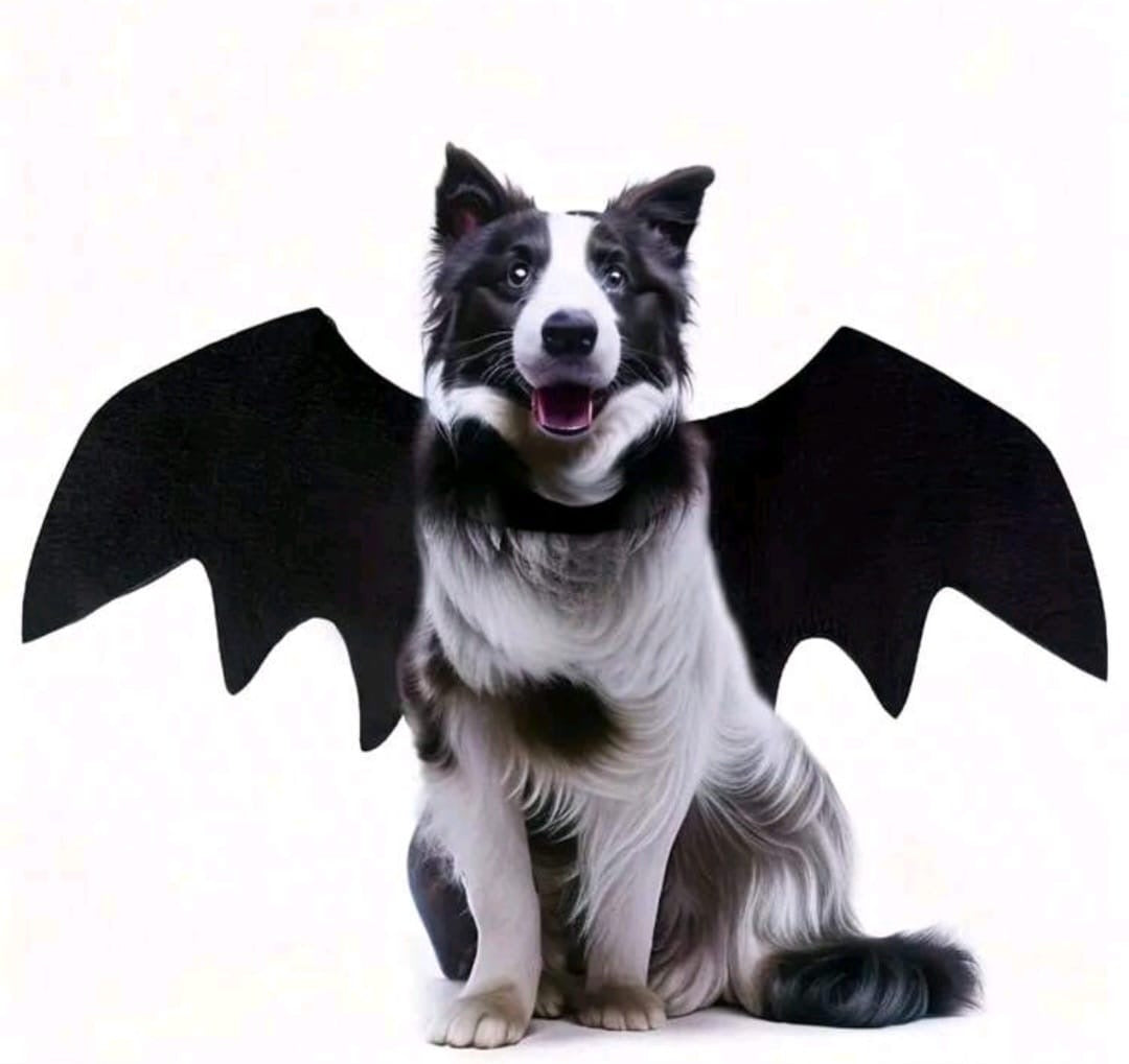 Traje para mascota